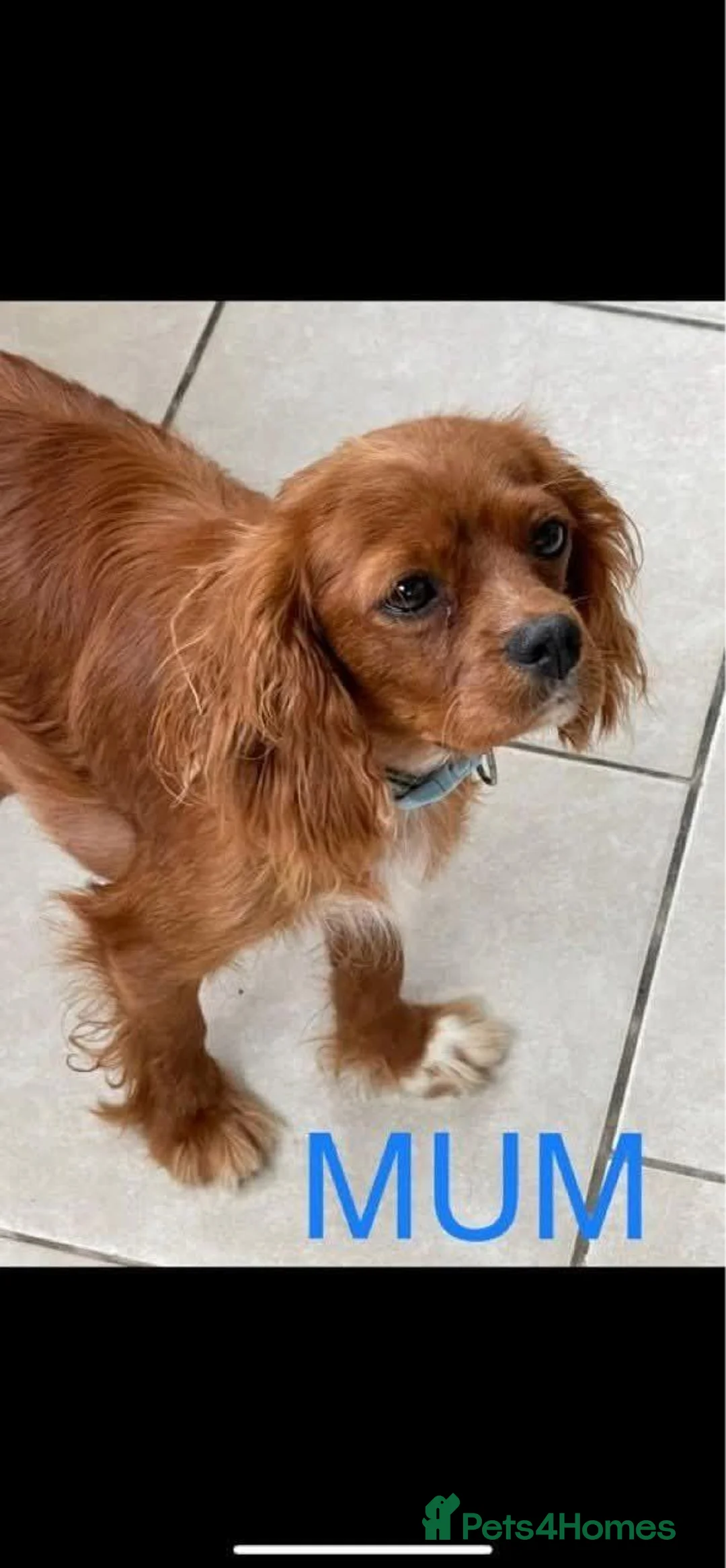 Cavapoo dogs for sale: Daisy in Nottingham - Advert 2
