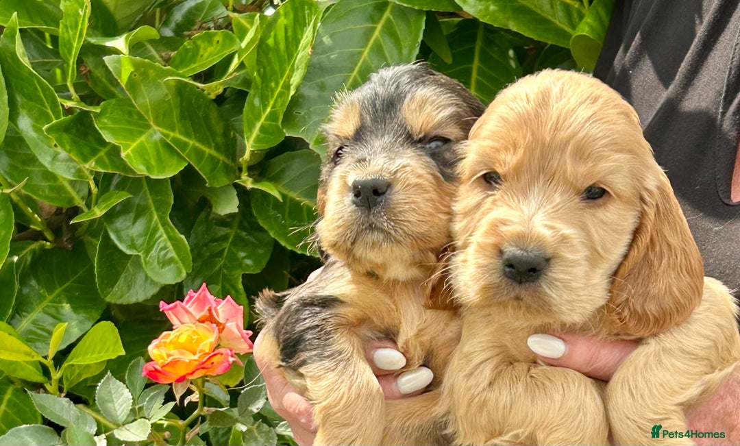 Cocker Spaniel dogs for sale: Kc registered beautiful show cocker puppies  - Image 19