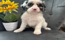 Cavapoo dogs for sale: LAST LITTER OF THESE UNIQUE PUPPIES - Image 2