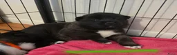 Akita dogs for sale: KC registered American Akita puppies - Advert 29
