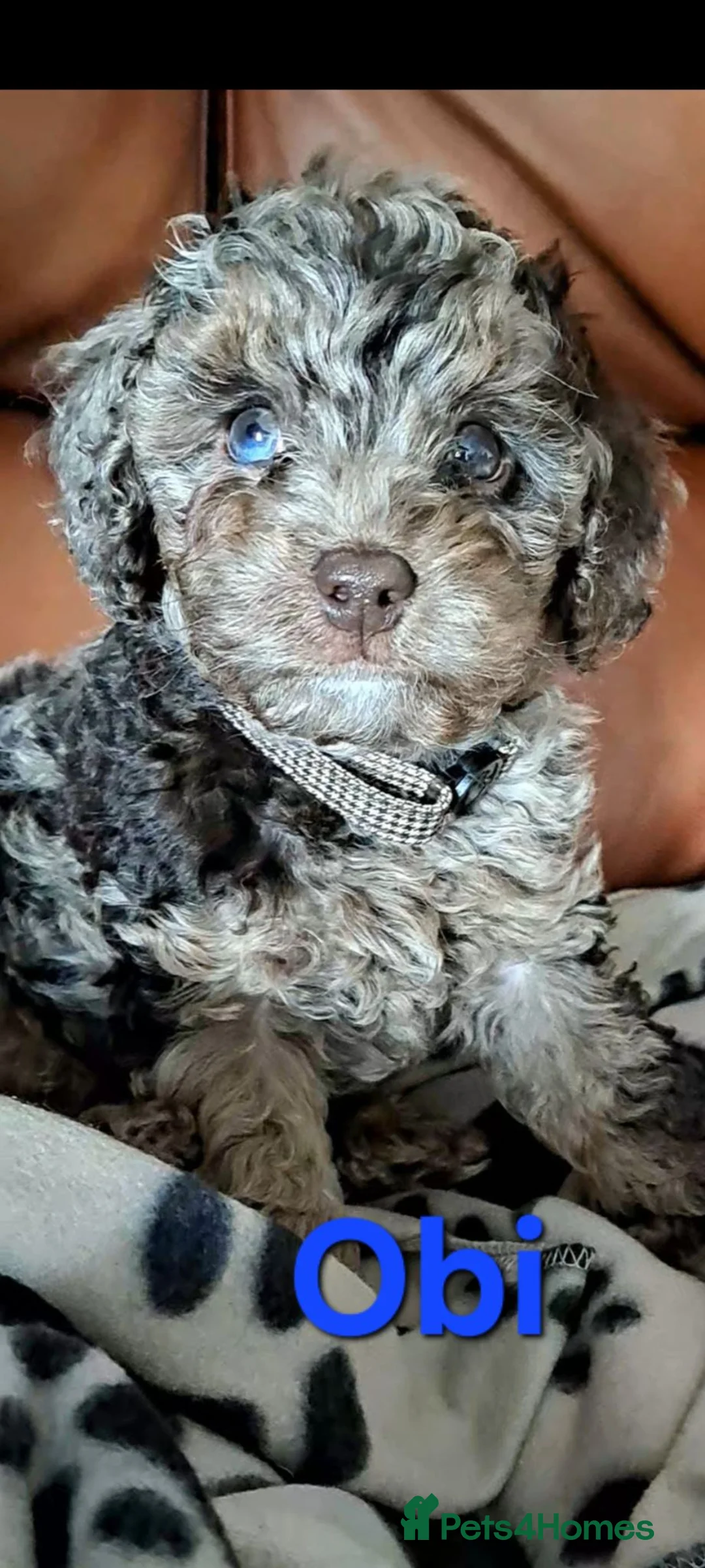 Toy Poodle dogs for stud: Cockapoo stud chocolate merle  - Advert 28