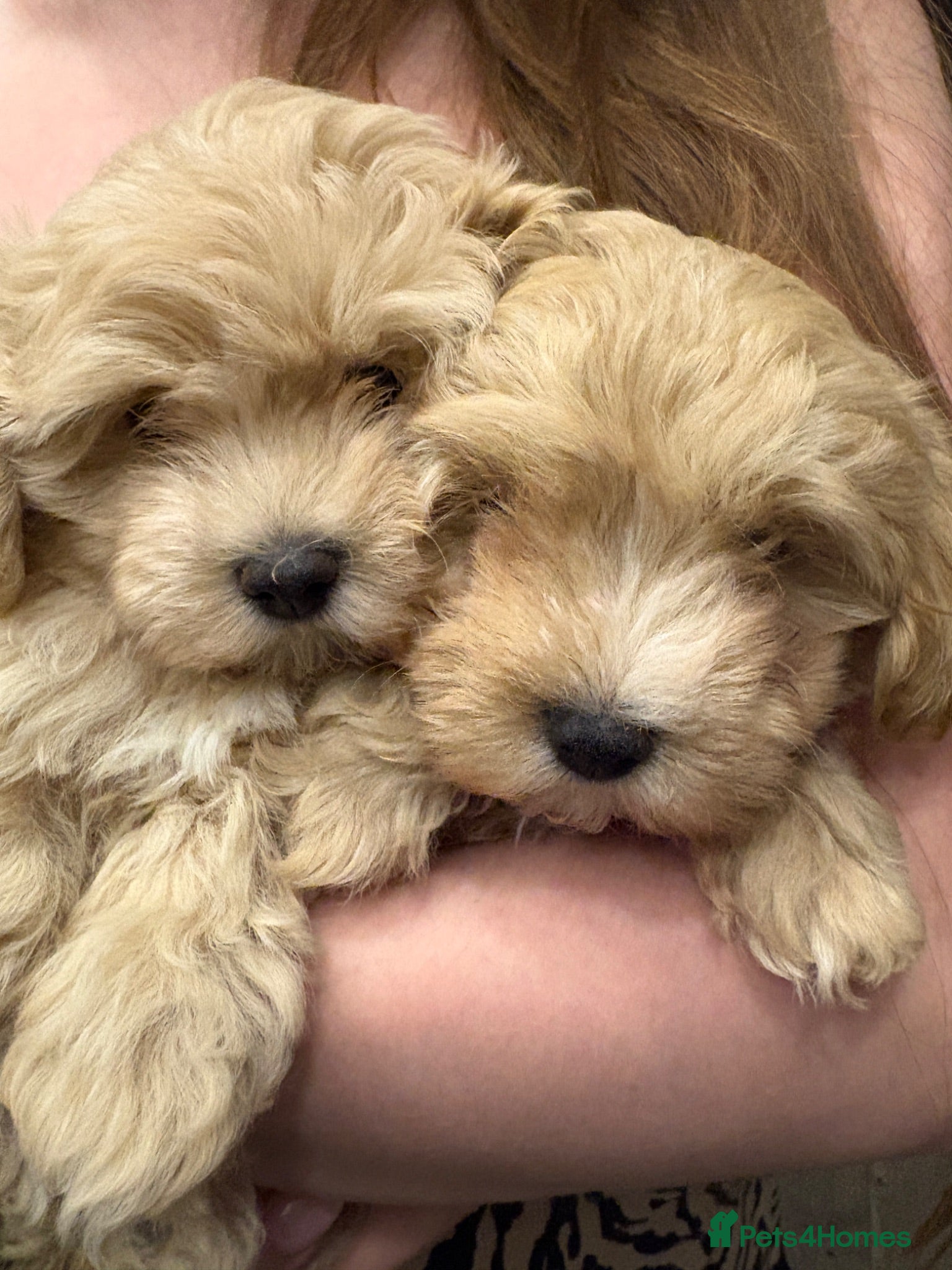 Maltipoo dogs Tiny Asian Korean maltipoo puppies RESDY NOW - Advert 5