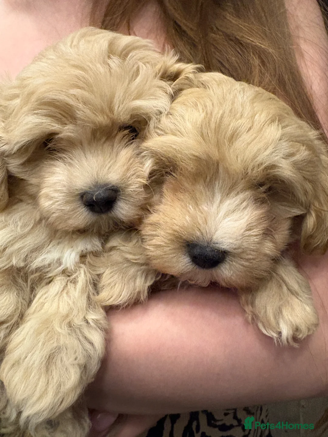 Maltipoo dogs for sale: Tiny Asian Korean maltipoo puppies RESDY NOW - Advert 2