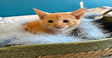 Maine Coon cats - Advert 9