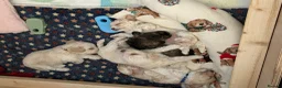 Poochon dogs for sale: Cute Cream/white with brown noses poochon puppies - Advert 28