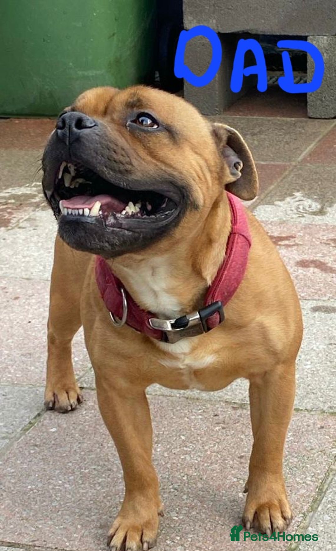 Staffordshire Bull Terrier dogs for sale: Red blue brindle Puppys Staffordshire bull terier  - Advert 7