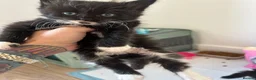 Mixed Breed cats for sale: Black Kittens  - Advert 1