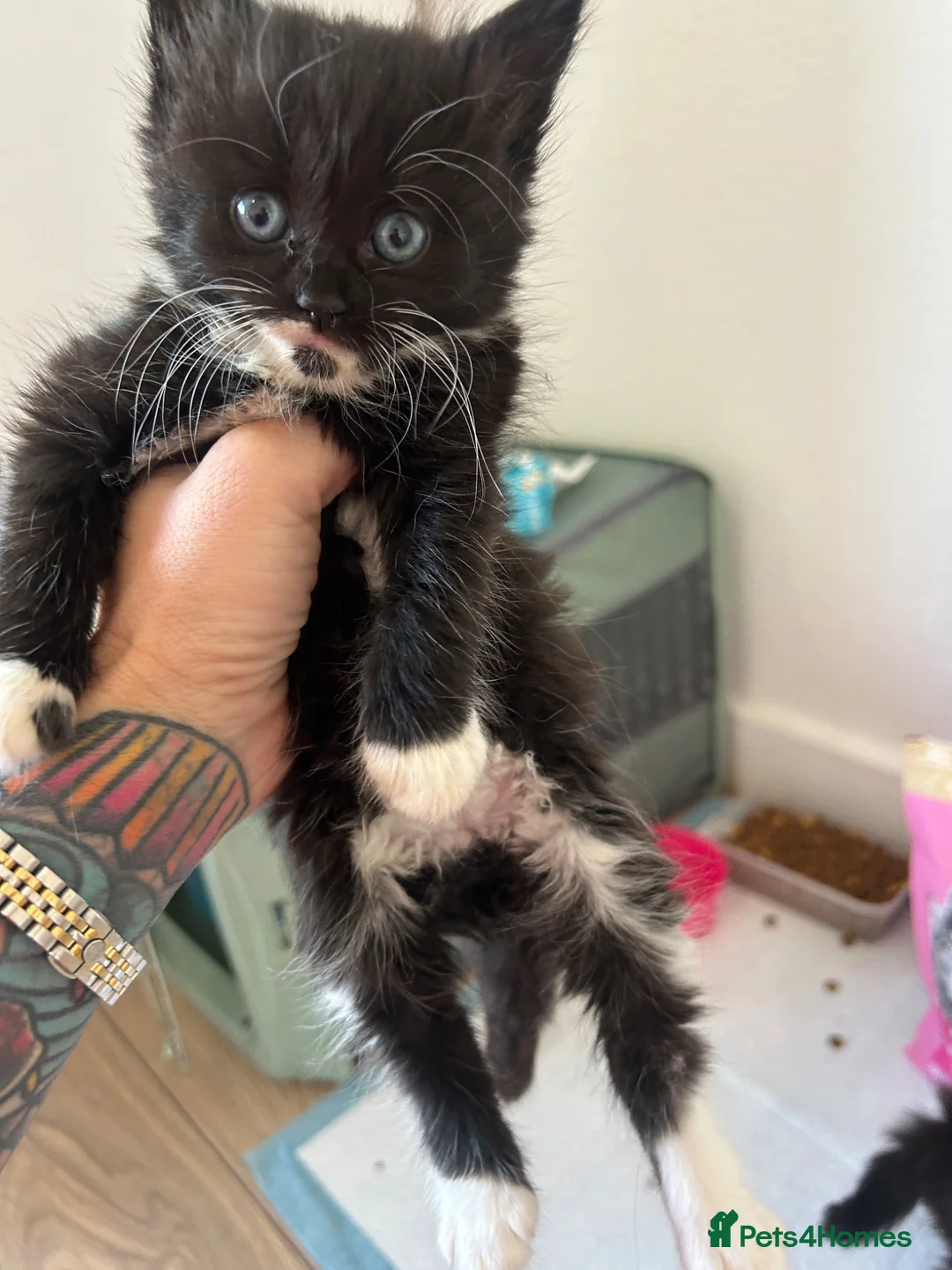 Mixed Breed cats for sale: Black Kittens  - Advert 1