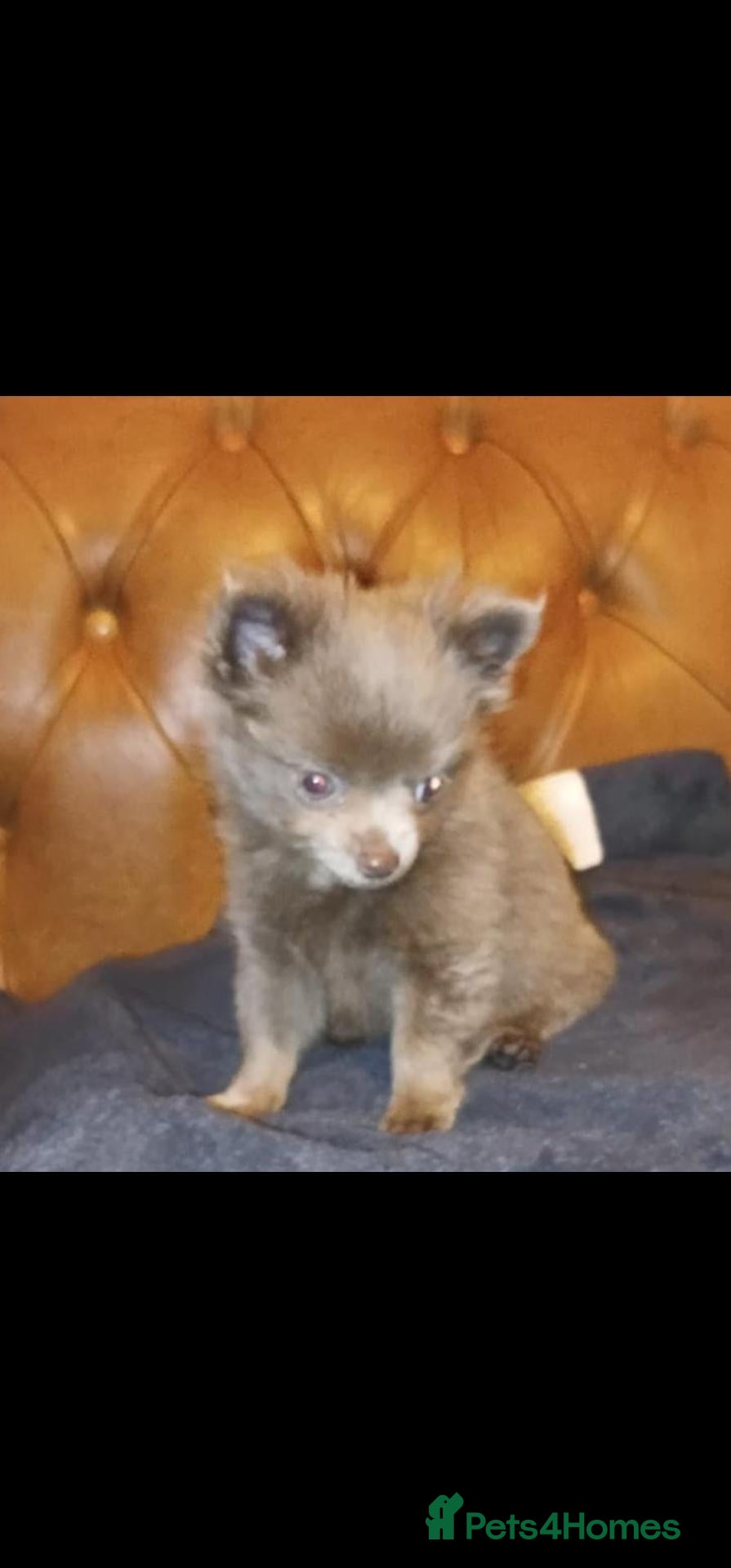 Pomchi dogs 2 Pomchi stunning male pups. - Advert 2