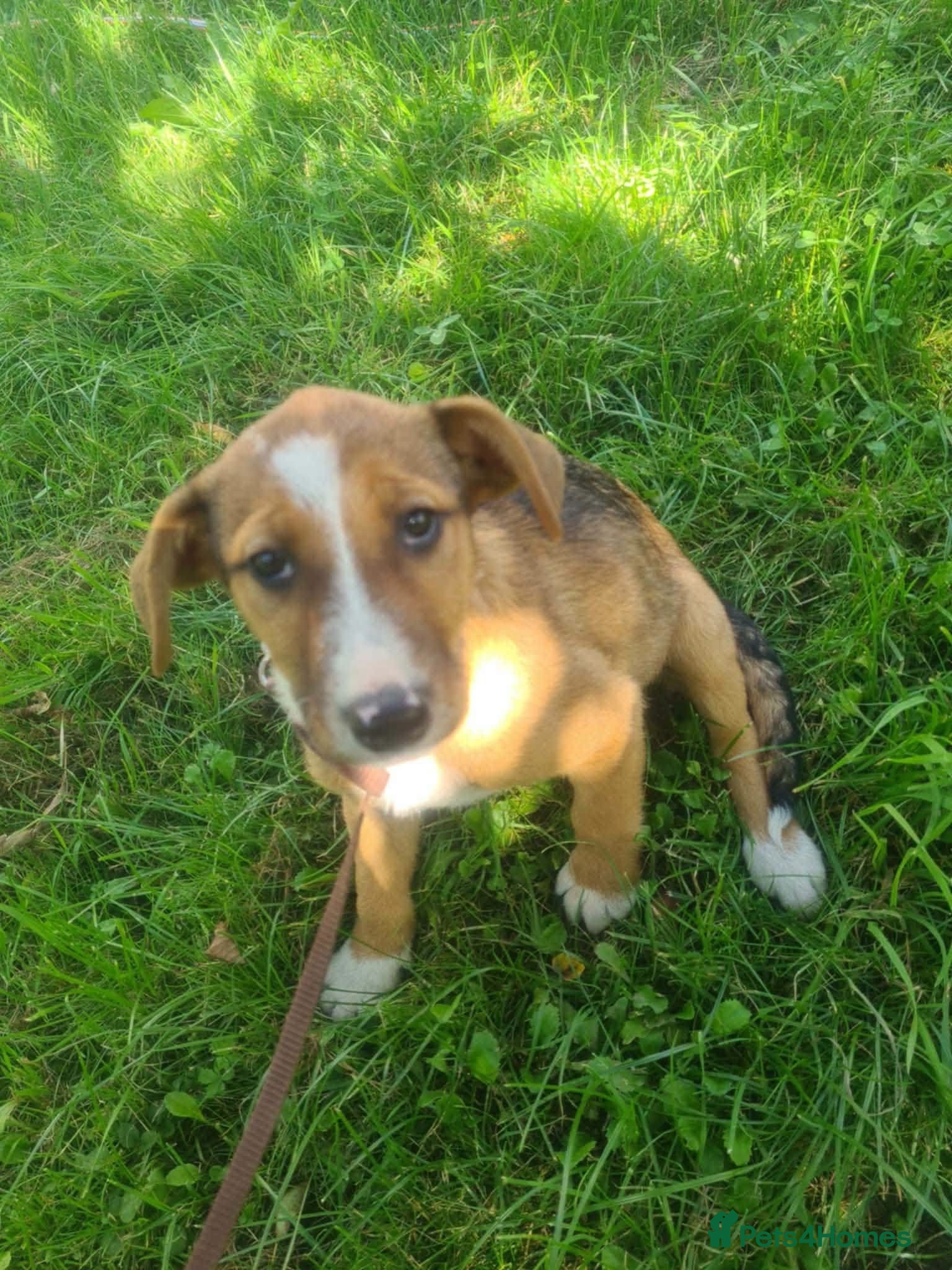 Mixed Breed dogs Lucy - 4 month old mix - Advert 1