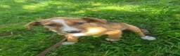 Mixed Breed dogs for adoption: Lucy - 4 month old mix - Advert 1