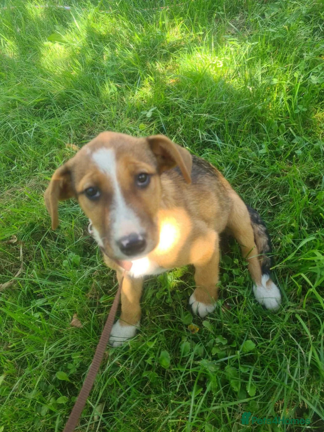 Mixed Breed dogs for adoption: Lucy - 4 month old mix - Advert 1