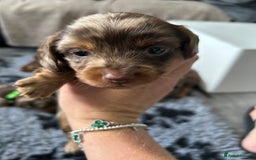 Miniature Dachshund dogs for sale: Chocolate Tan/dapple Miniature Dachsund - Image 17