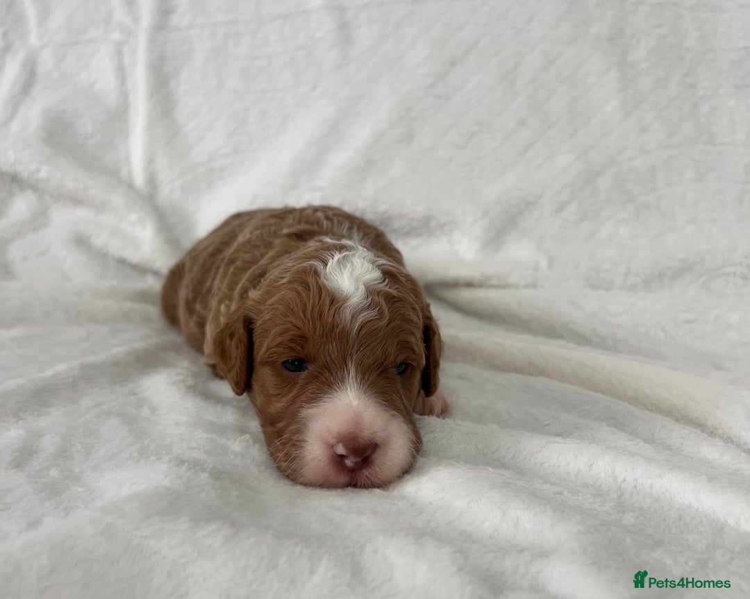 Goldendoodle dogs for sale: Beautiful litter of Goldendoodles  - Image 8