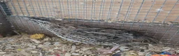 Softbills birds for sale: 3 female Japanese quails - Advert 4