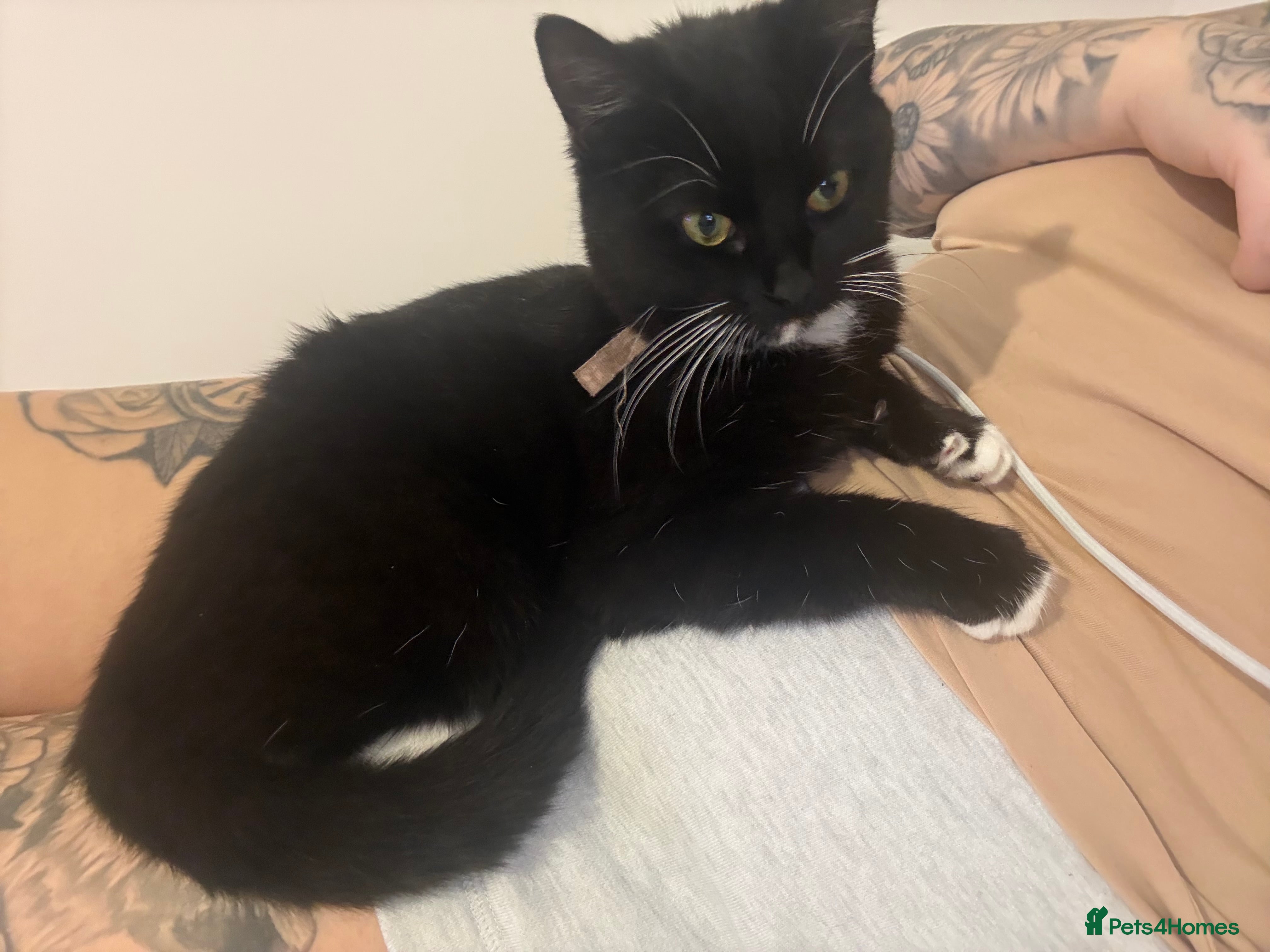 Domestic Shorthair cats Dottie - Advert 9