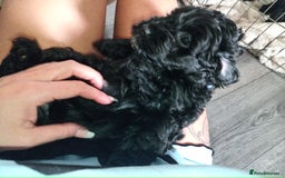 Cockapoo dogs for sale: Fb1 cockapoos puppies - Image 14