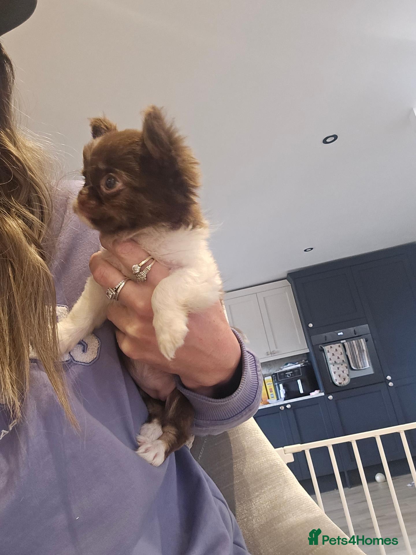 Chihuahua dogs XX quality chihuahua chocolate longcoat puppies XX - Advert 2