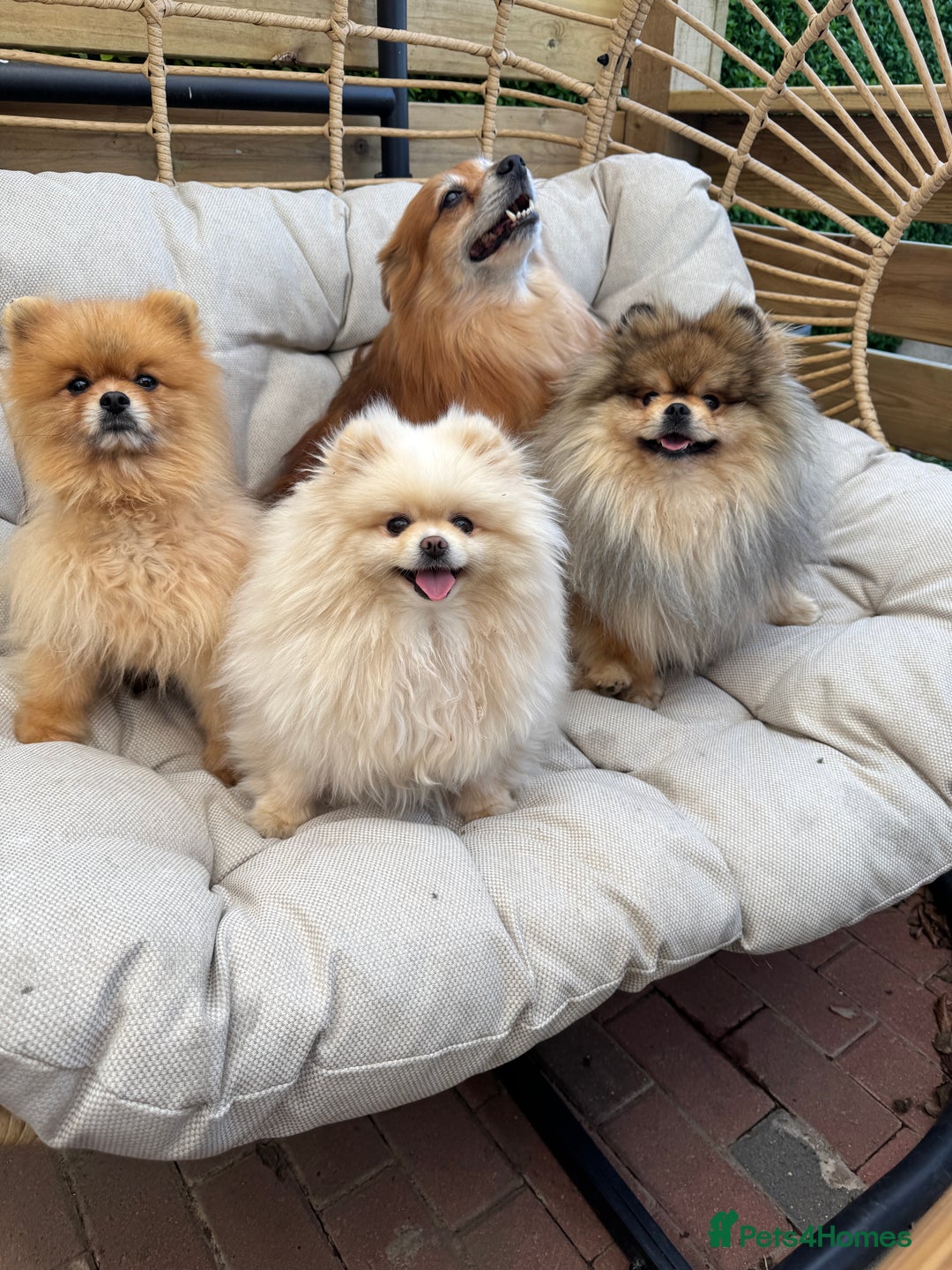Pomeranian dogs for sale: Gorgeous Pomeranian puppies - Image 26