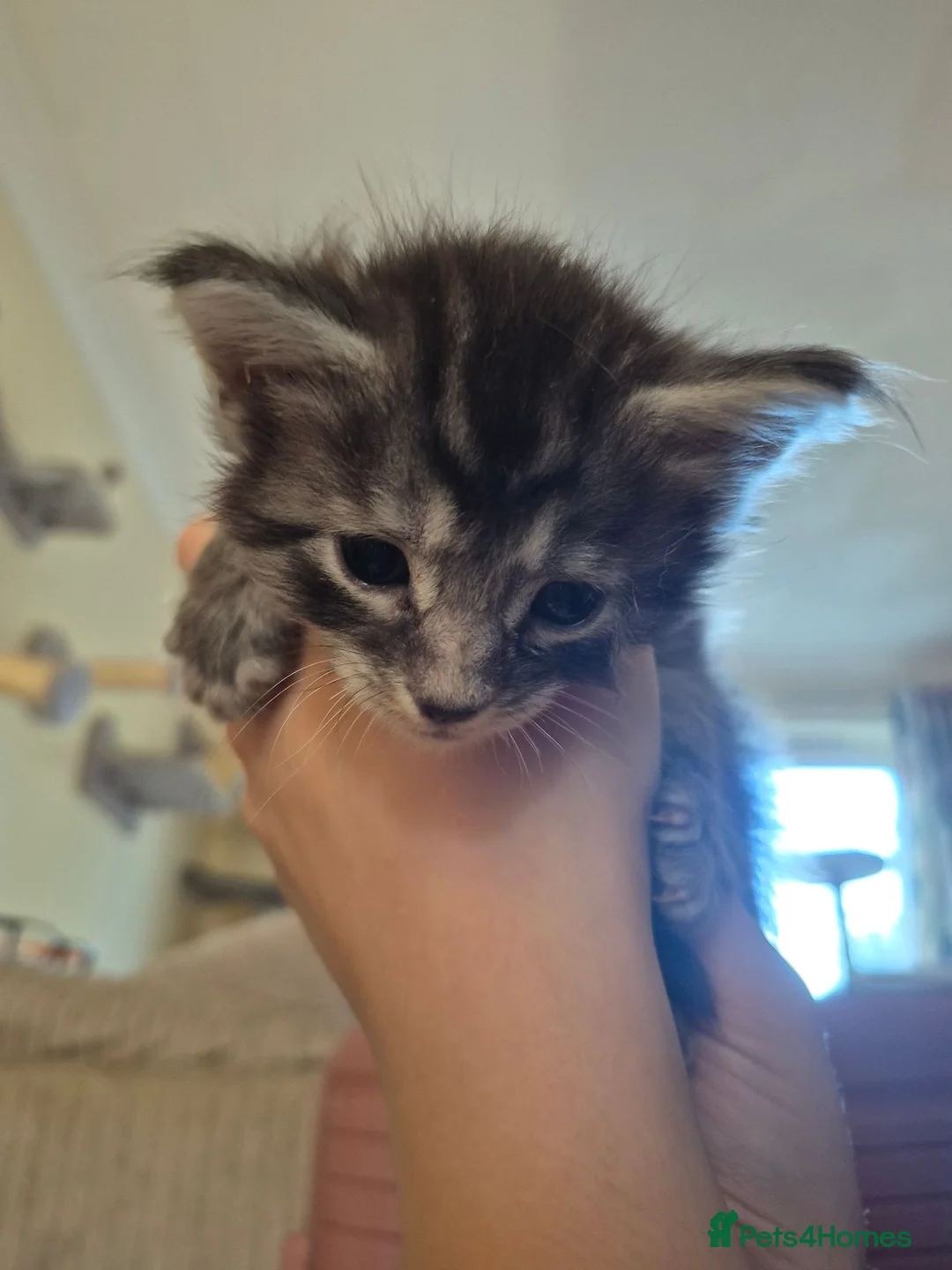 Maine Coon cats for sale: Beautiful Maine Coon baby floofs - Advert 24