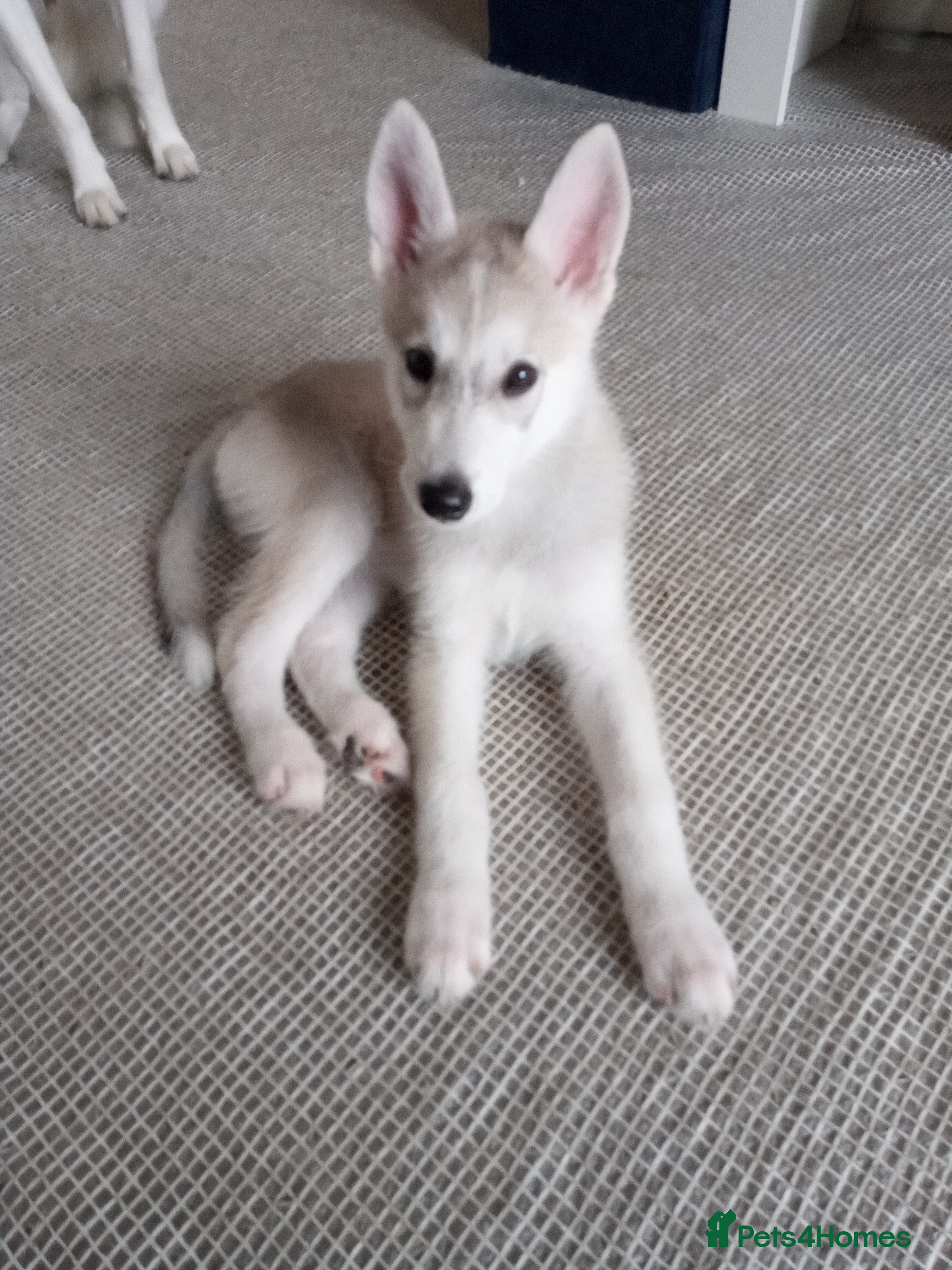 Siberian Husky dogs Stunning Siberian Husky puppies for sale - Advert 19