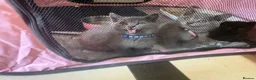 British Shorthair cats for sale: British Shorthair kittens  - Advert 10