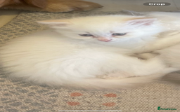 Siberian cats for sale: LAST ONE Siberian Neva masquerade kittens  - Image 11
