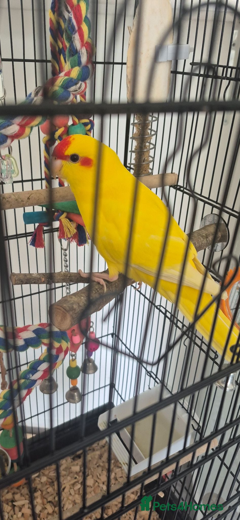 Mixed Breed birds Male kakariki 4 months old - Advert 1