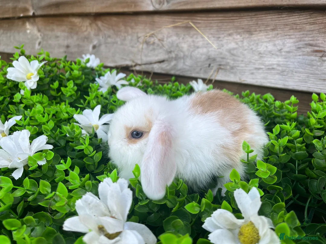 Mini Lion Lop rabbits for sale: Gorgeous Mini lion lops  - Advert 1
