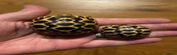 Tortoise reptiles for sale: Indian Star Tortoise Hatchlings - Advert 6