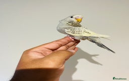 Budgerigars birds for sale: Hand reared budgies for sale  - Image 6