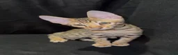 Savannah cats for sale: Pure Pedigree! Top Quality Tica Registr. Savannahs - Advert 33