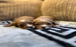 Cavapoo dogs for sale: 🐶 Beautiful Red Cavapoo Puppies – Ready November  - Image 35