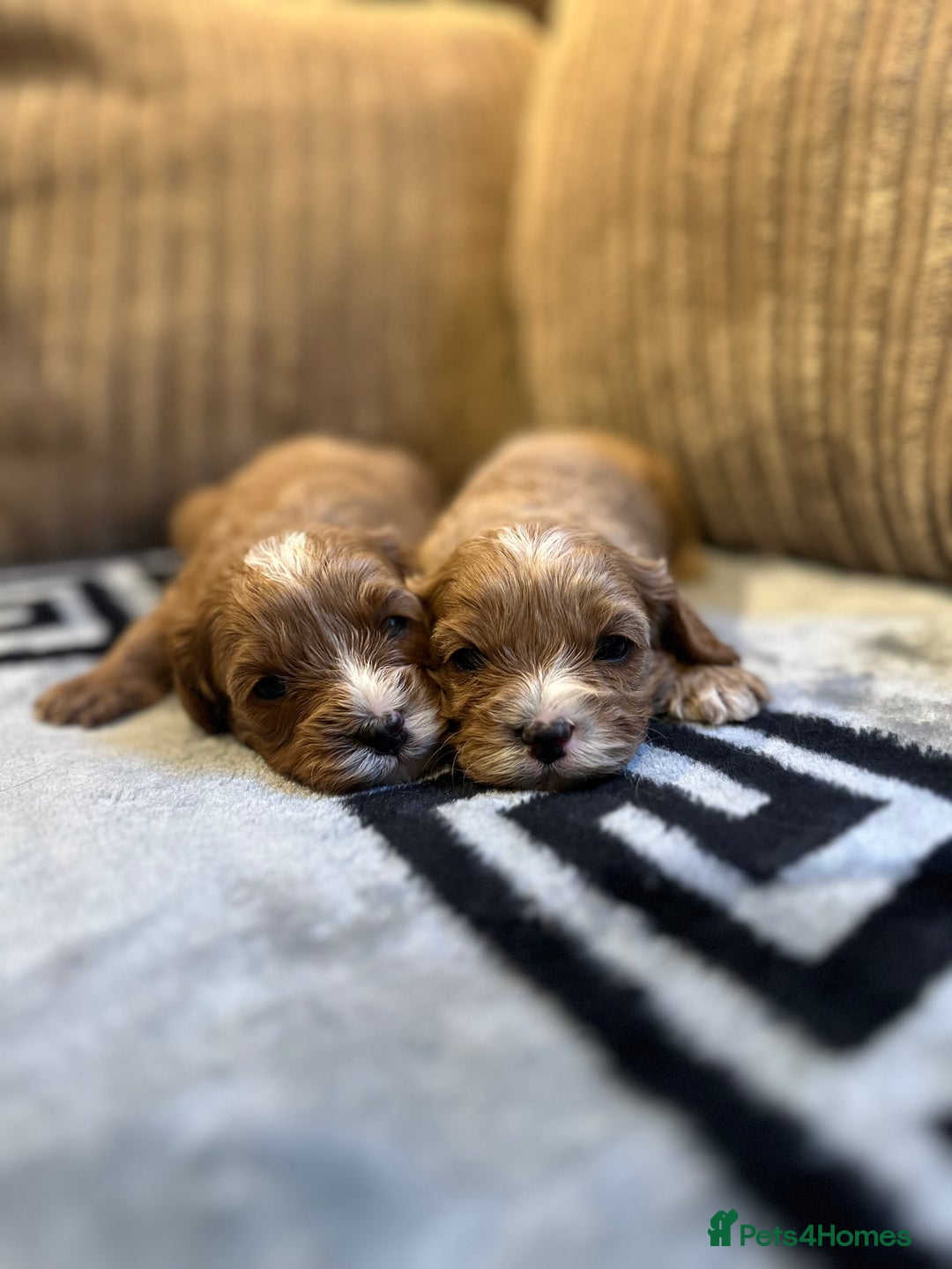 Cavapoo dogs for sale: 🐶 Beautiful Red Cavapoo Puppies – Ready November  - Image 35