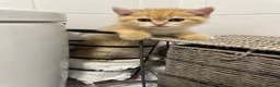 British Shorthair cats for sale:  Stunning chocolate golden British Shorthairs - Advert 17