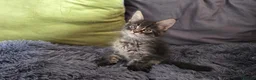 Maine Coon cats for sale: Maine coon kitten  - Advert 35