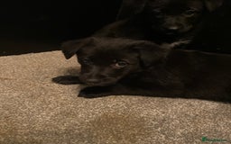 German Shepherd dogs for sale: Outstanding German shepherd pups  - Advert 22