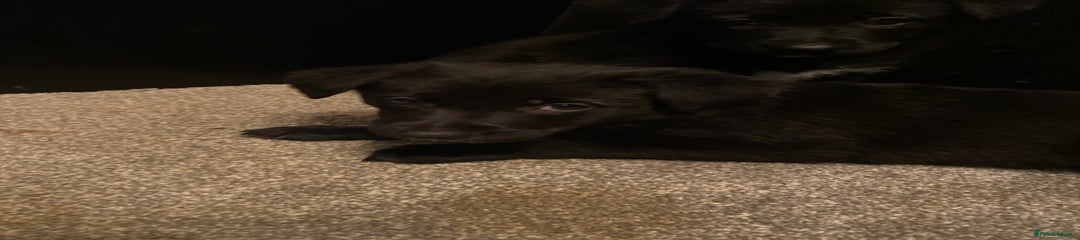 German Shepherd Puppy 4