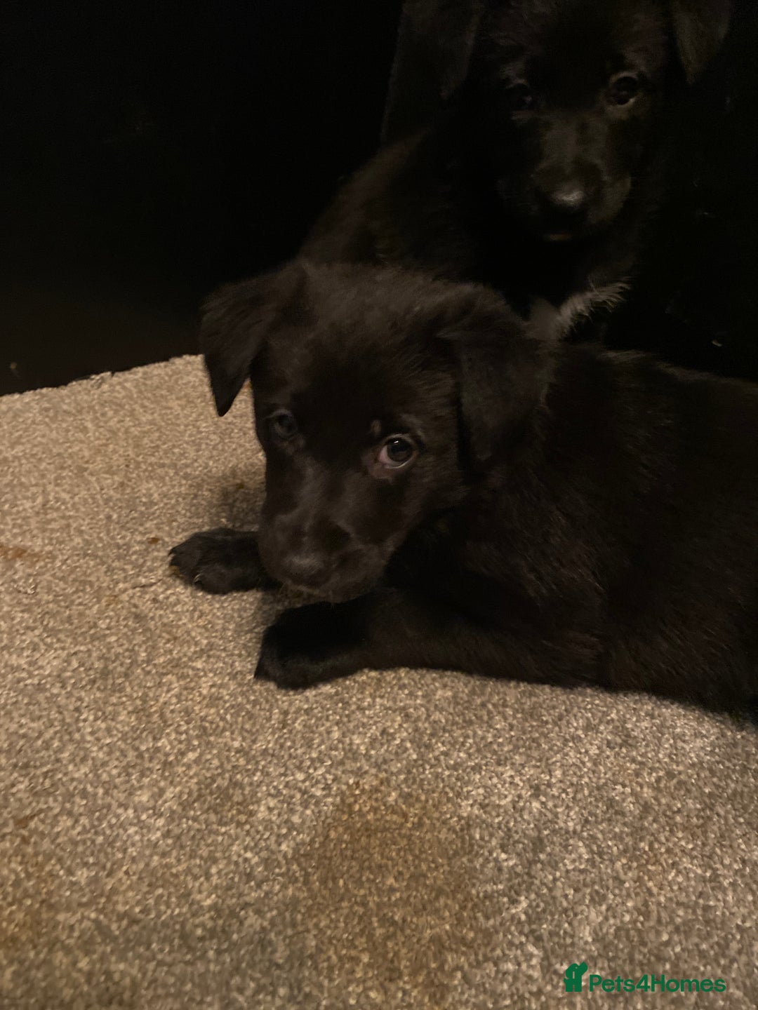 German Shepherd dogs for sale: Outstanding German shepherd pups  - Advert 22