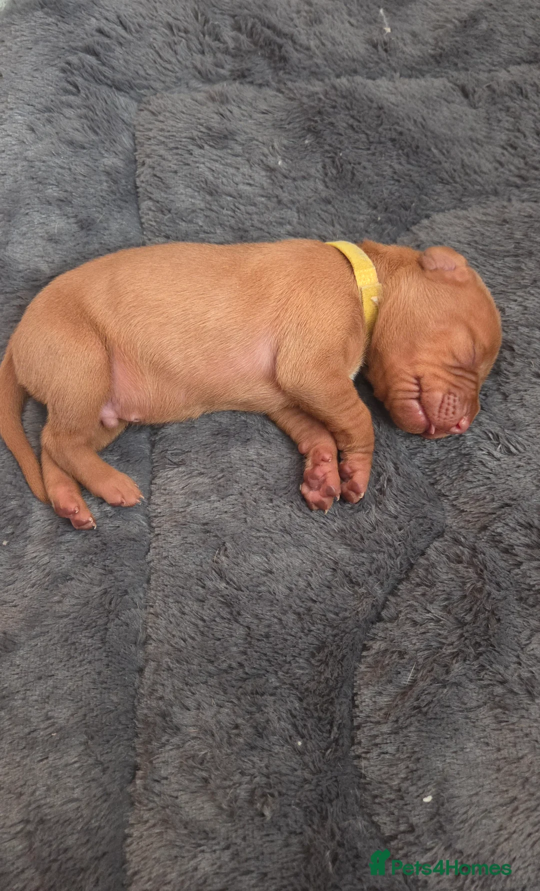 Hungarian Vizsla dogs for sale: 🧡 Hungarian Vizslas. Exceptional pedigrees 🧡 - Advert 22
