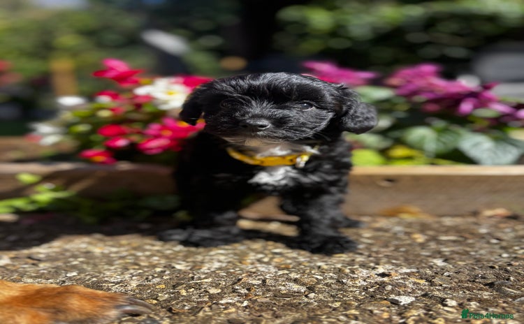 Chinese Crested dogs - Advert 1