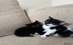 Domestic Shorthair cats for sale: Kittens  - Image 3
