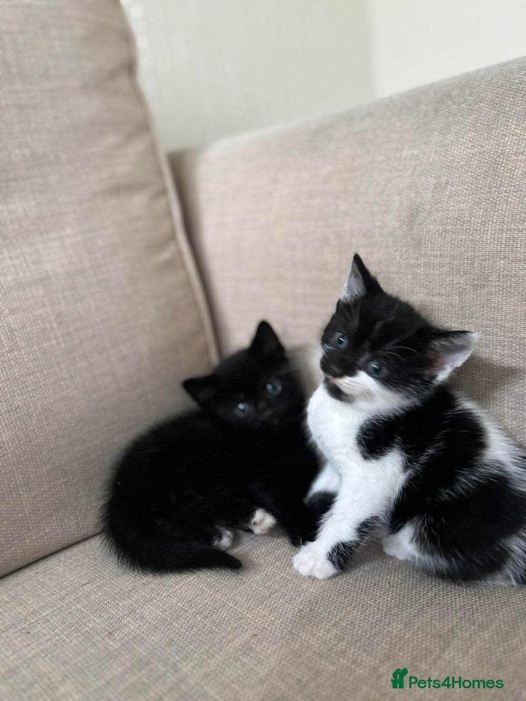 Domestic Shorthair cats for sale: Kittens  - Image 3
