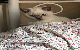 British Shorthair cats for sale: British Shorthair Colour Points   - Image 2