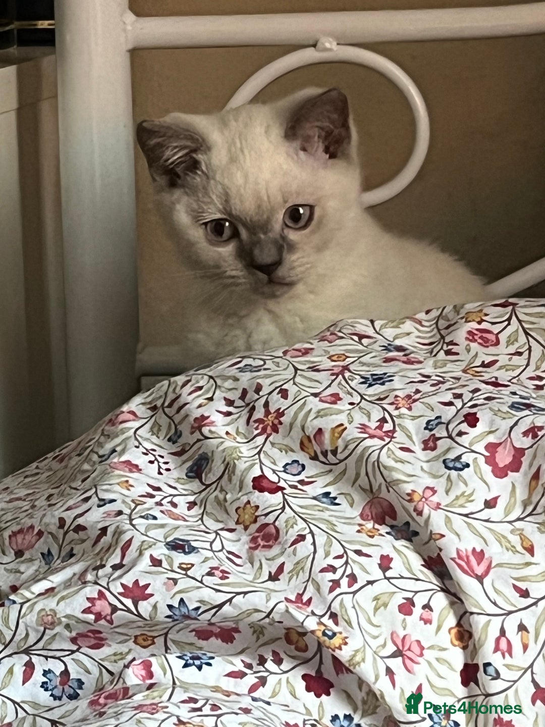 British Shorthair cats for sale: British Shorthair Colour Points   - Image 2