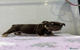 English Bulldog dogs for sale: English bulldog puppies  - Image 6
