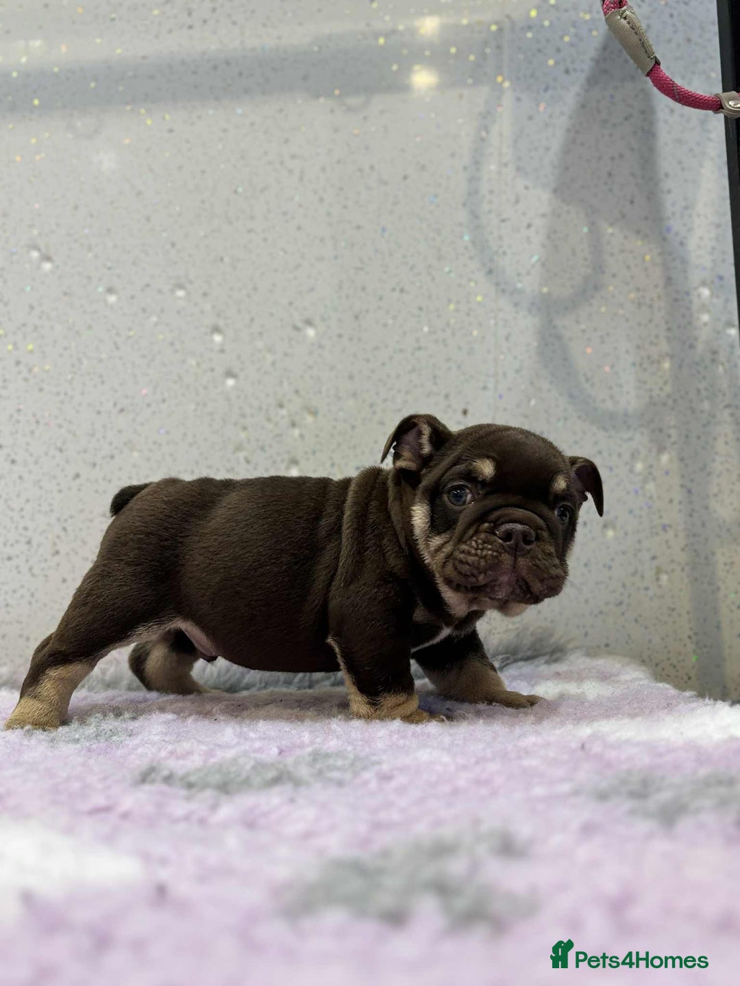 English Bulldog dogs for sale: English bulldog puppies  - Image 6