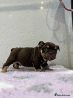 English Bulldog dogs - Advert 13