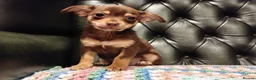 Chihuahua dogs for sale: Chihuahua Puppies for sale, Ready for loving homes - Advert 17