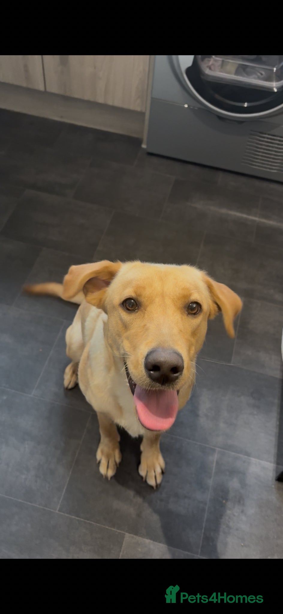 Labrador Retriever dogs Yellow/Fox Red Labrador Female - Advert 3